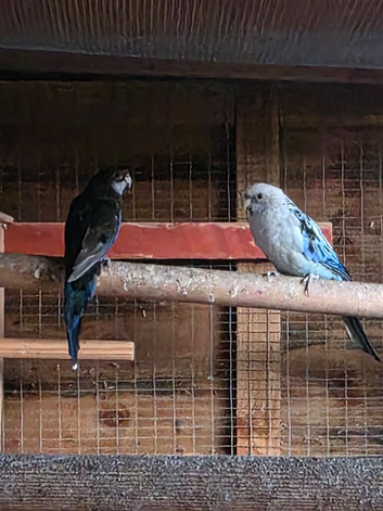 Rosella