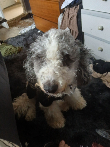 2 year old bordoodle
