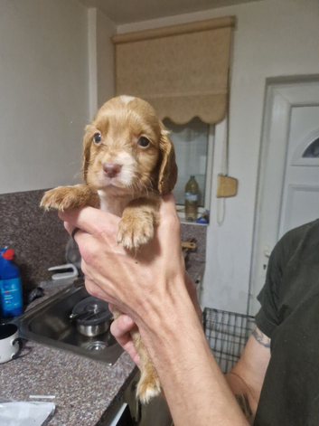 Show cockers spaniels