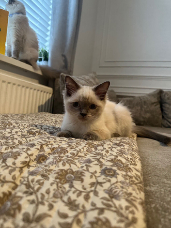 Ragdoll kittens ready now