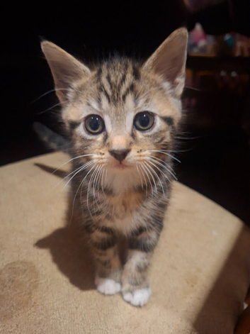 4 beautiful tabby kittens