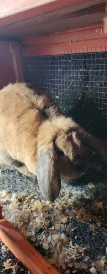 Big lop rabbit