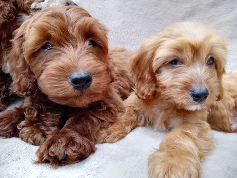 Cavapoo puppies