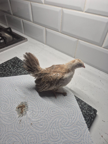 Serama pullets
