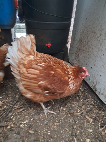 Broody Lohmann Brown Hen