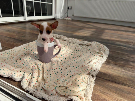 Jack Russell boy puppy