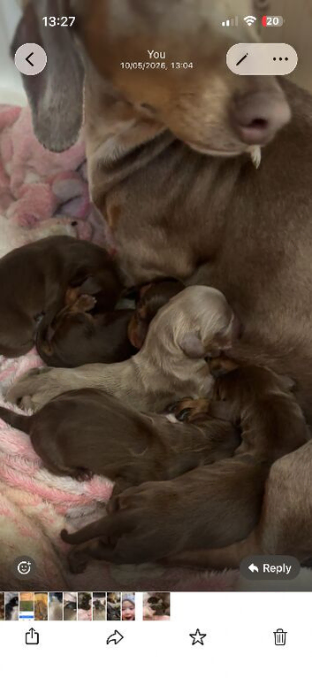 Miniature dachshunds