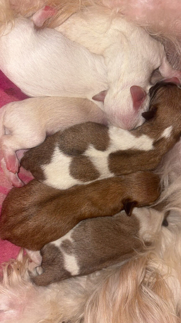 Shihpoo cross Jack Russell pups for sale
