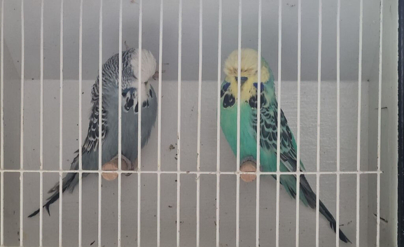 Exhibition Budgerigars for sale