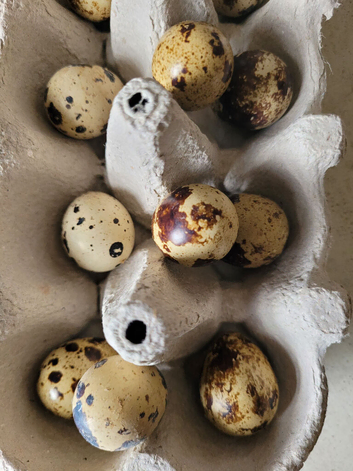 OFFER AVAILABLE- Fertile Hatching Coturnix Quail Eggs for Breeding