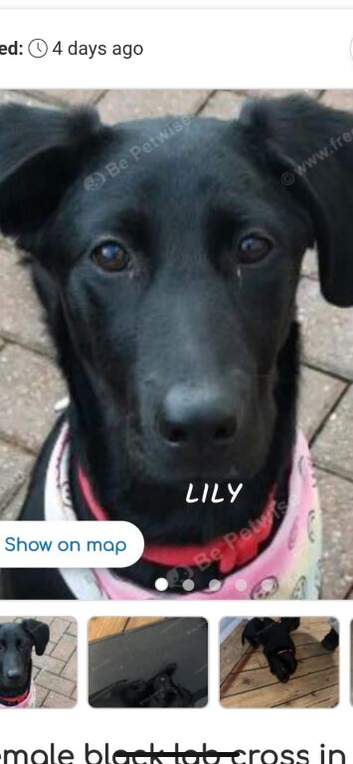 2 year old female boderman/lab