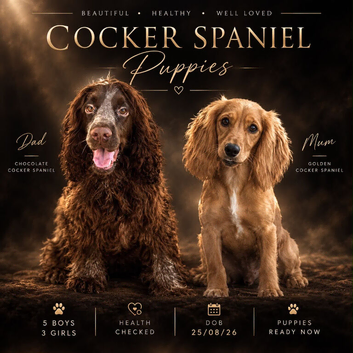 Cocker Spaniel Puppies