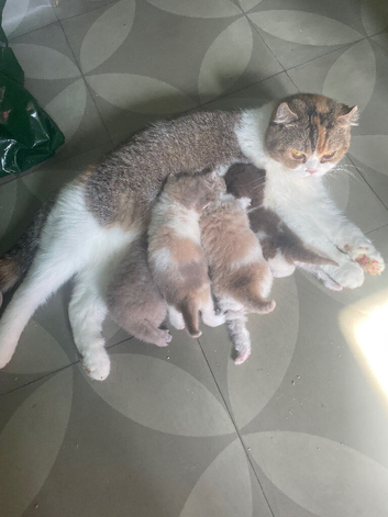Scottish fold kittens