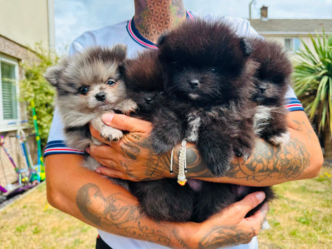 Pomeranian puppy&rsquo;s