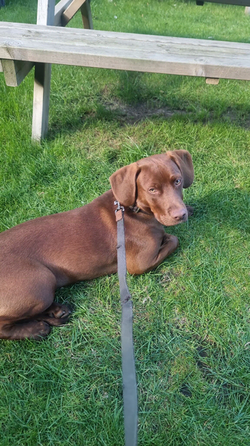 Beautiful puppy boy
