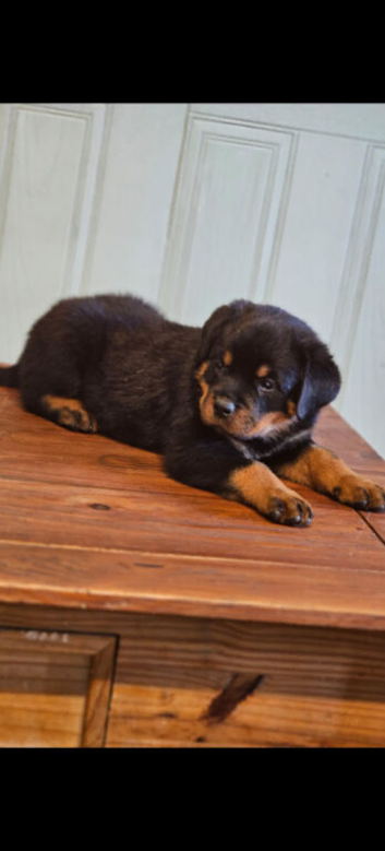 Rottweiler puppies