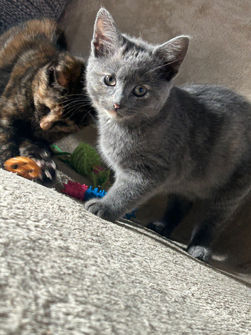 Beautiful grey girl