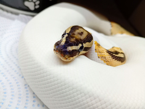 Fire pied male ball python