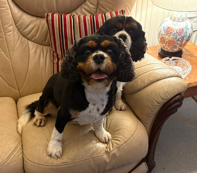 KC Reg King Charles Cavalier
