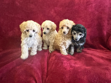 Extensively Health Tested kc toy poodle puppies