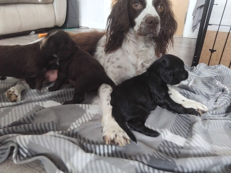 Sprocker Spaniel Puppies
