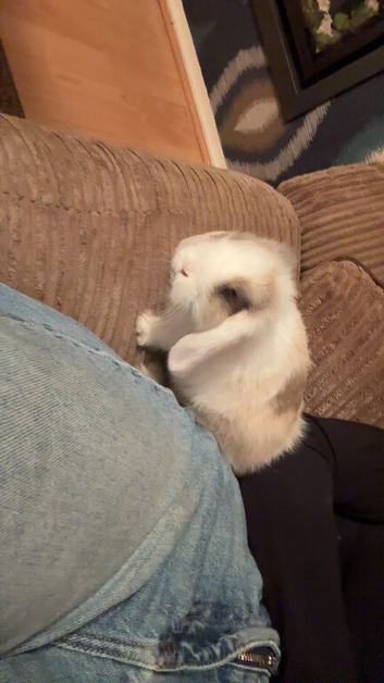 Vaccinated mini lop girl