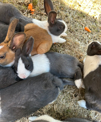 Beautiful Baby Dutch Bunnies Blue Grey