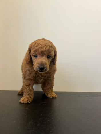 KC registered Miniature poodles