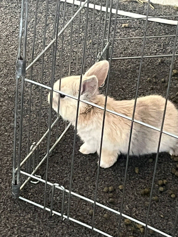 Baby bunnies