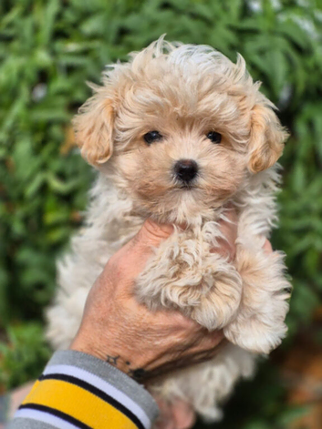 Amazing Tiny Korean Maltipoo Puppies