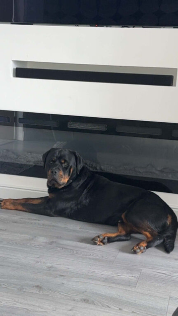 rottweiler stud