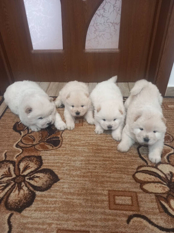 Chow chow