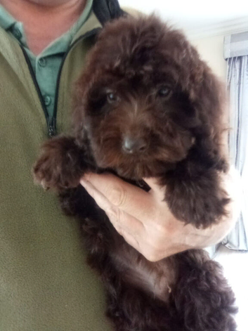 Cockapoo puppy F1 ️ chocolate girl .