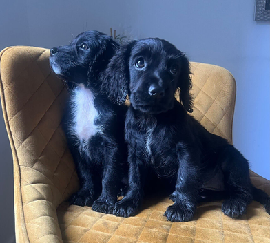 Beautiful Cocker Spaniel Bitches