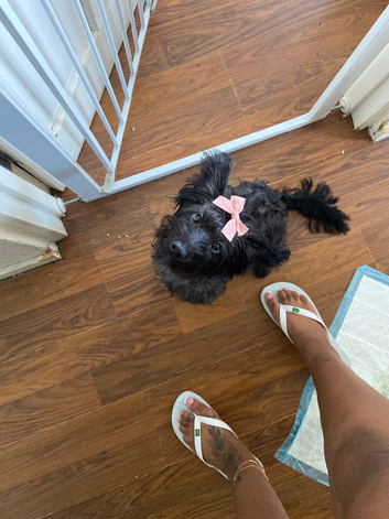 8 month old female puppy