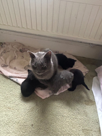 Grey kittens