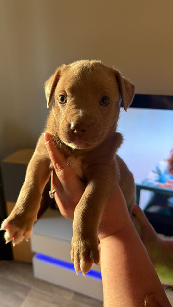 Mixed bully puppy