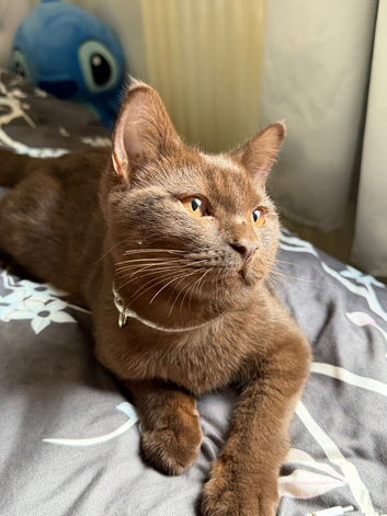 Brown male kitten ready to go