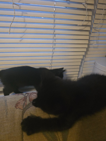 2 Beautiful Black Kittens &ndash; 1 Boy & 1 Girl &ndash; Ready Now