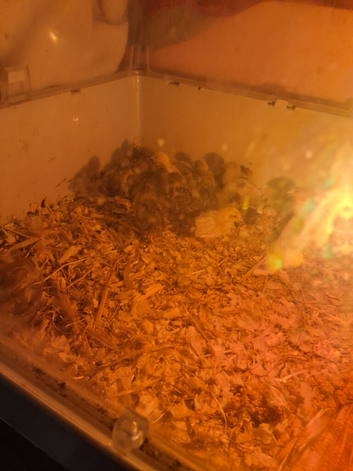 15 button quail
