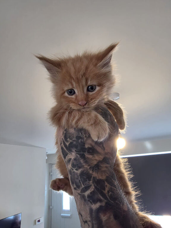 Maine coon kittens