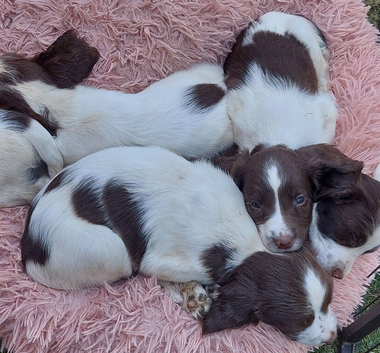 Beautiful English springer spaniels