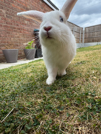 White male rabbit