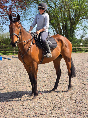 Super allrounder gelding 16.2hh