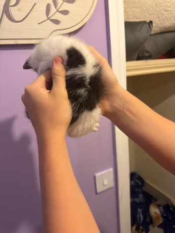 Kittens