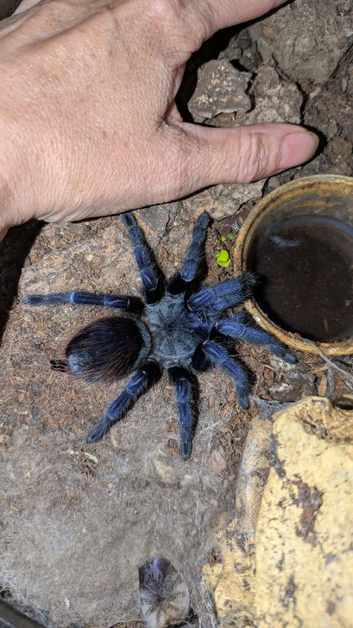 Lasiocyano adult female