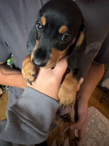 2 black and tan boys