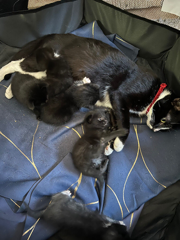 Black and white kittens