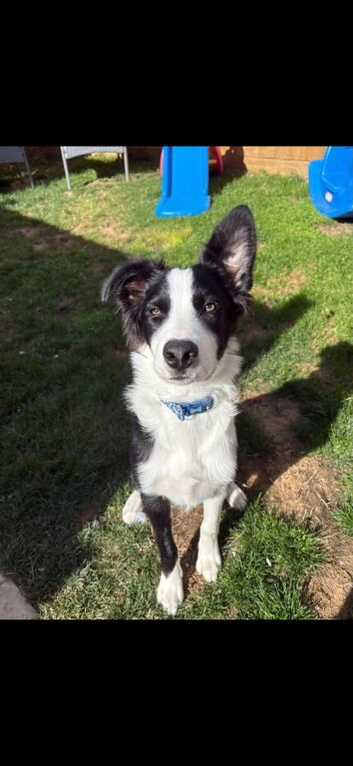 7-month-old border collie male