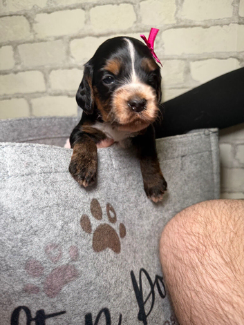 X7 cockapoo F1B puppies